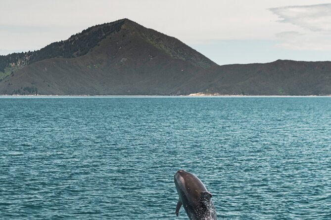 Pelorus Mail Boat Sunday Scenic Cruise – Full-Day from Havelock - Dillon Bell Reserve: a 45-minute native bush walk that actually goes somewhere