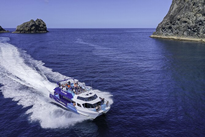 Phantom Sailing Bay of Islands - Dolphins and the kind of luck you can actually plan for