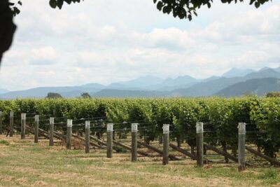 Picton & Blenheim Scenic Tour