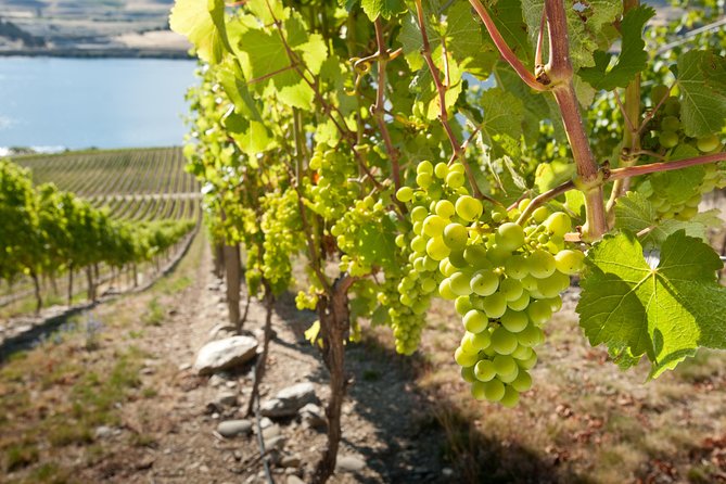 Picton Cruise Ship Shore Excursion Marlborough Wine Tour - Meeting at Waitohi Picton i-Site and Riding the Koromiko Pass