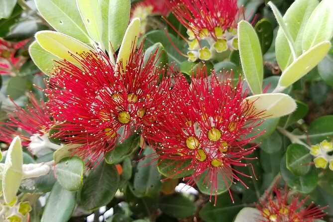 Piha Waitakere Rainforest Wine Tour from Auckland - The guide factor: why the stories matter as much as the scenery