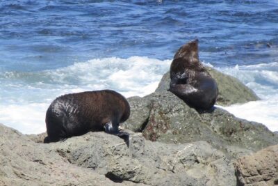 “Pinot to Palliser tour” – Guided tour to Cape Palliser vith lunch + winetasting