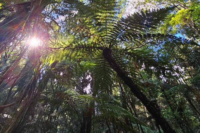 <em>Popular Tour</em> – Bay of Islands: Nature Adventure – 4hrs – Key Things That Make This Tour Worth Your Time’ /></p>
<ul>
<li><strong>45 minutes inside the Kawiti Glow Worm Caves</strong>, with an easy walk and the kind of darkness that makes the glow worms really pop</li>
<li><strong>An Opua Kauri Forest walk</strong> through trees up to 800+ years old, paced for a short stop that still feels special</li>
<li><strong>Haruru Falls up close</strong>, with the Maori meaning of Roar adding context to what you see</li>
<li><strong>Waitangi Lookout for Bay views</strong>, giving you a strong sense of where Paihia sits in the Bay of Islands</li>
<li><strong>Hundertwasser-style public toilets</strong>, an artsy side stop that is quick but memorable</li>
<li><strong>Small-group feel</strong>, since it caps at 11 travelers and uses a live driver guide setup with commentary</li>
</ul>
<h2 id="a-tight-4-hours-that-actually-feels-like-enough">A Tight 4 Hours That Actually Feels Like Enough</h2>
<p>Popular Tour</em> – Bay of Islands: Nature Adventure – 4hrs – A Tight 4 Hours That Actually Feels Like Enough’ /><br />
This is one of those Bay of Islands half-day tours that works because it has clear momentum. You start in Paihia, head out to the natural sights in a logical order, then circle back to Paihia after the final viewpoint stop. Even though the time window is short (about 4 hours), the tour avoids the most common problem with busy itineraries, where you spend more time parked and rushing than actually seeing.</p>
<p><p>You get a small-group format, with a maximum of 11 people. That matters here. It makes it easier to hear the live commentary on board and keeps the stops from feeling like a factory line. You also ride in an air-conditioned vehicle and get bottled water, which is a practical touch on a day that can include both misty cool spots and warm coastal sun.</p>
</p>
<p><p>The tour is built for people who want a hit list of the Bay of Islands without turning it into a full-day production. If you are coming off a cruise ship, or you just want enough time to do a little shopping back in Paihia afterward, the schedule is designed to get you there in time.</p>
</p>
<div class="twil" style="margin: 20px 0; padding: 15px 0;"><p>A few more Paihia trips worth comparing</p><ul style="margin: 10px 0; padding-left: 0; list-style: none;"><li style="margin: 0 0 12px 0; padding: 0 0 12px 0; border-bottom: 1px solid #eee; line-height: 1.4;"><a href="https://lovingnewzealand.com/paihia-russell-hole-in-the-rock-cruise-with-2-island-stops/">Paihia/Russell: Hole in the Rock Cruise with 2 Island Stops</a><br><span style="font-size: 0.82em; color: #555;"><span style="color: #046A38;">★</span> 4.8 &nbsp;&middot;&nbsp; 1,002 reviews</span></li><li style="margin: 0 0 12px 0; padding: 0 0 12px 0; border-bottom: 1px solid #eee; line-height: 1.4;"><a href="https://lovingnewzealand.com/paihia-russell-hole-in-the-rock-dolphins-island-cruise/">Paihia/Russell: Hole in the Rock, Dolphins & Island Cruise</a><br><span style="font-size: 0.82em; color: #555;"><span style="color: #046A38;">★</span> 4.6 &nbsp;&middot;&nbsp; 821 reviews</span></li><li style="margin: 0; padding: 0; border-bottom: none; line-height: 1.4;"><a href="https://lovingnewzealand.com/hole-in-the-rock-cruise-island-tour-with-two-island-stopovers/">Hole in the Rock Cruise & Island Tour – with two island stopovers</a><br><span style="font-size: 0.82em; color: #555;"><span style="color: #046A38;">★</span> 5.0 &nbsp;&middot;&nbsp; 701 reviews</span></li></ul></div><h2 id="kawiti-glow-worm-caves-the-stop-you-should-dress-for">Kawiti Glow Worm Caves: The Stop You Should Dress For</h2>
<p><img width="669" height="446" decoding="async" src=