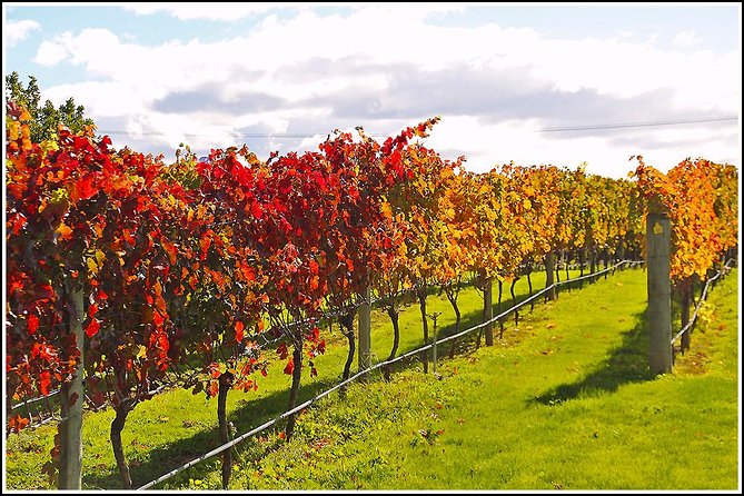 Premium 4 -Best Wineries Napier Hawke's Bay Tour, 5.5h - 6Hours - Small-Group Comfort, From Napier Pickup to Smooth Drop-Off