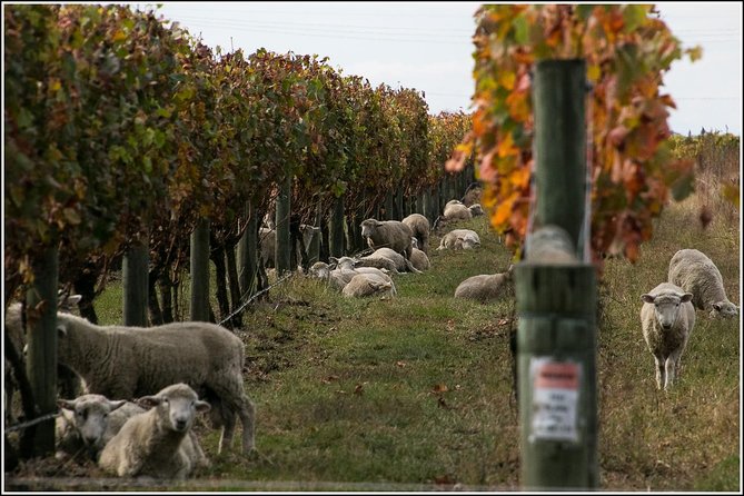 Premium 4 -Best Wineries Napier Hawke's Bay Tour, 5.5h - 6Hours - Stop Four: More Tastings, a Small Souvenir, and the Last-Stop Momentum