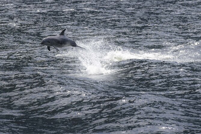 Premium Milford Sound Cruise Including Lunch - Views and photography, helped by getting close on a smaller vessel