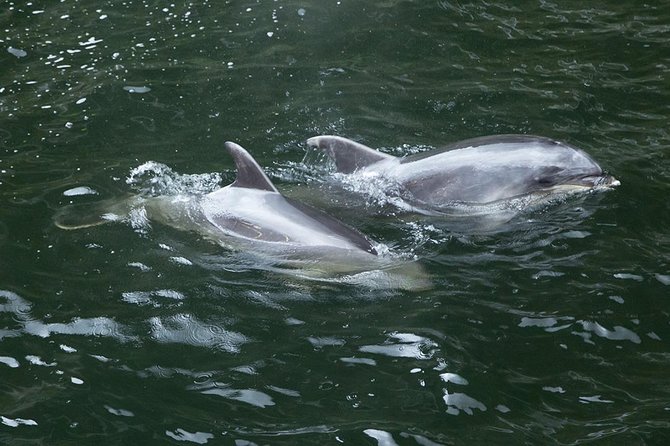 Premium Milford Sound Small Group Tour & Cruise from Queenstown - Darran Mountains, a kea chance, and the Homer Tunnel story