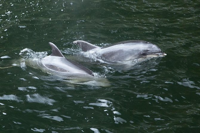 Premium Milford Sound Tour, Cruise & Lunch from Te Anau - Darran Mountains: altitude views and a chance at Kea