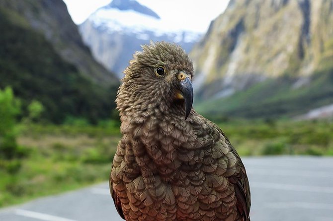Premium Milford Sound Tour, Cruise & Lunch from Te Anau - Milford Sound cruise: smaller boat, closer wildlife, Mitre Peak