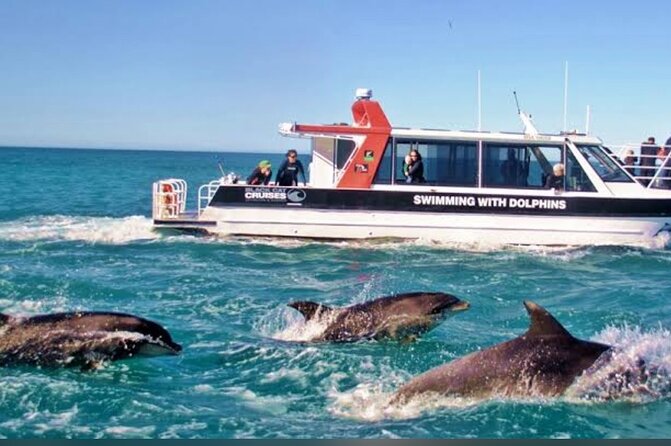 Private Akaroa Day Tour From Christchurch - Harbor cruise for Hector’s dolphins: the wildlife payoff