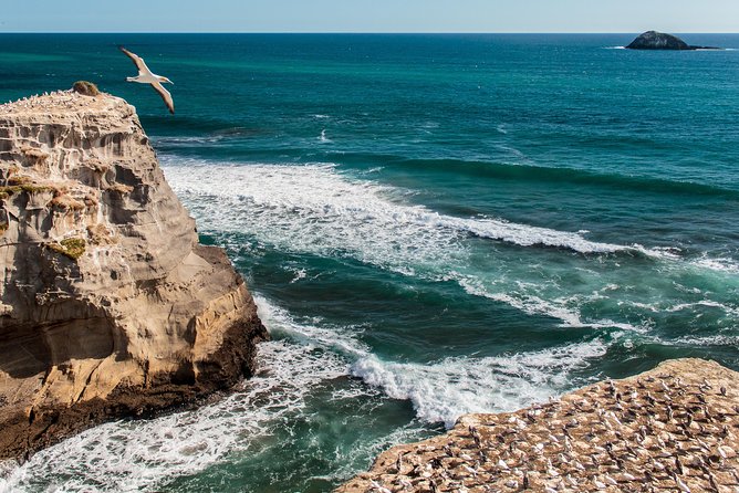 Private Auckland's West Coast - Piha/ Muriwai - Wild West Tour - Auckland’s Wild West Coast, the part you can see fast