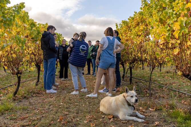 Private Biking Wine Tour (full day) in the Marlborough Region - Cycling Comfort Tips for Marlborough Sun and Quick Timing