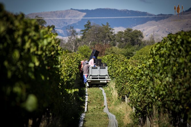 Private Driving Wine Tour (full day) in the Marlborough Region - A Realistic Look at the Tastings and Pace