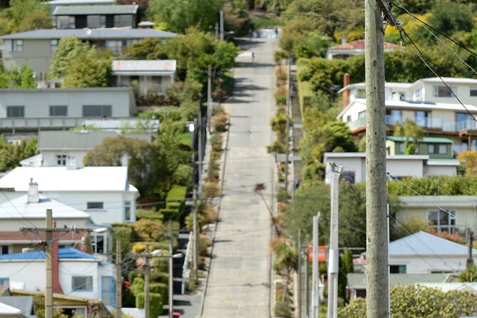 Private Dunedin & Otago Peninsula Day Tour Up to 4 - How this 6-hour route fits together without feeling frantic