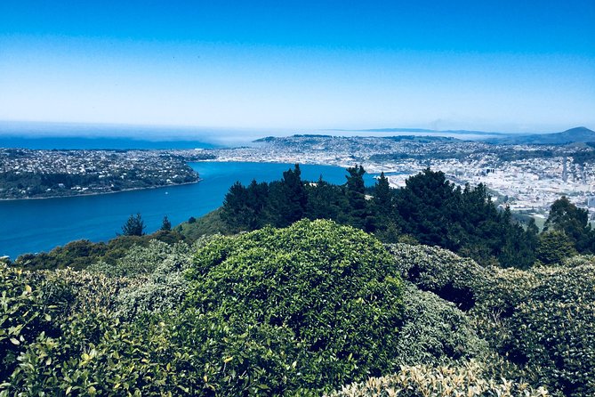 Private Guided Tour of Dunedin City Heritage and Unique Wildlife and Scenery - Northern Cemetery, Otago University, and First Church for the city’s backbone