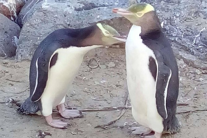 Private Guided Tour of Dunedin City Heritage and Unique Wildlife and Scenery - The Botanic Garden birds stop is more than a pretty detour