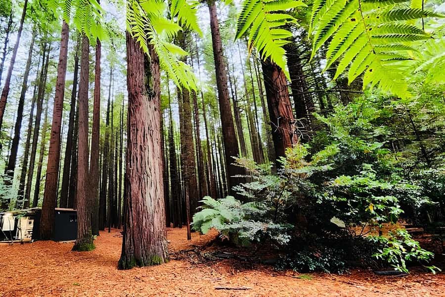 Private Hobbiton & BlueSprings & Redwood forest fromAuckland - Door-to-Door Pickup and the Private-Vehicle Advantage