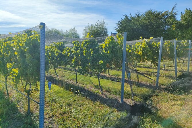 Private Martinborough Wine Tour for Wine Enthusiasts - WSET 3 guide means learning as you taste