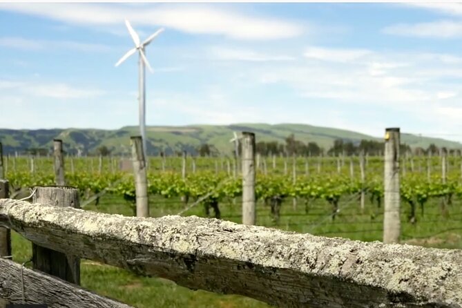 Private Martinborough Wine Tour in an Electric Vehicle - Tesla Model Y - The Runholder lunch between vineyard rows, plus a two-course meal and wine tray