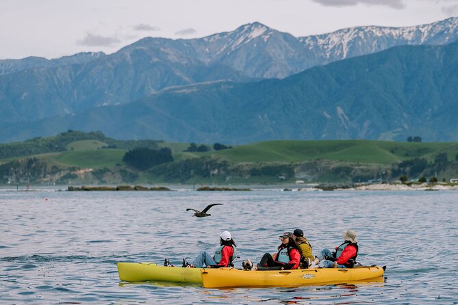 Private Seal Kayaking and Wildlife Tour in Kaikoura - Key highlights you should care about