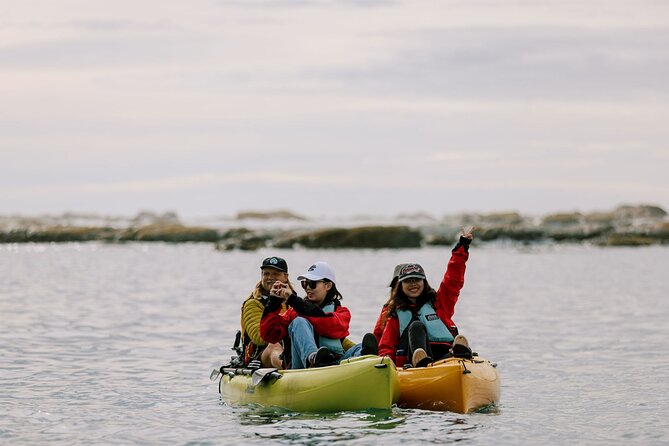 Private Seal Kayaking and Wildlife Tour in Kaikoura - Stop 1: the Peninsula seal colony and sea-only viewing