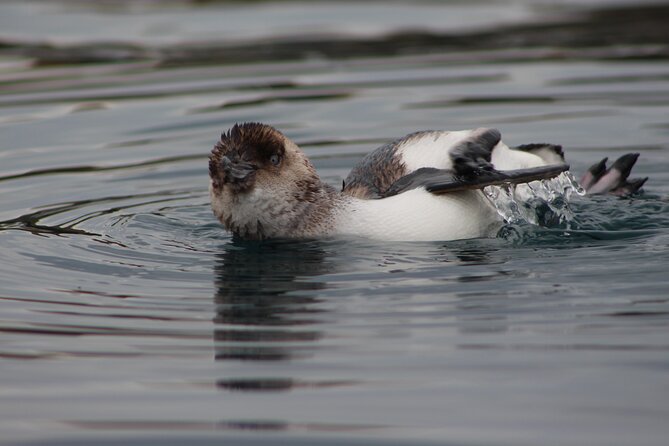 Private Seal Kayaking and Wildlife Tour in Kaikoura - Van ride story stops: seeing town without losing water time