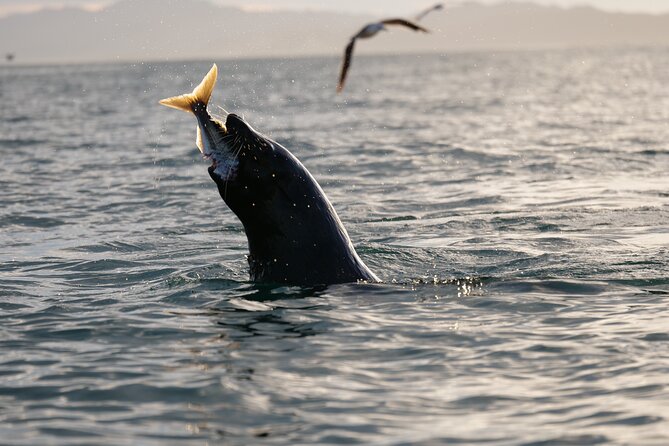 Private Seal Kayaking and Wildlife Tour in Kaikoura - Local guiding that ties wildlife to history