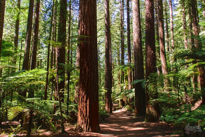 Private Tauranga Day Trip-Rotorua Geysers & Canopy Tree Walk. - From Mount Maunganui to Rotorua: Start Early, Stay Ahead of the Clock