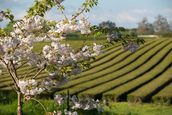 Private tour from Auckland - Waitomo Glowworm Caves, Zealong Tea & Kiwi Bird - Price and what $619.95 per person really buys you
