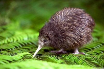 Private tour from Auckland – Waitomo Glowworm Caves, Zealong Tea & Kiwi Bird