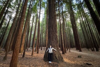 Private Tour: Hobbiton Movie Set, Rotorua Mud Pool & Treewalk