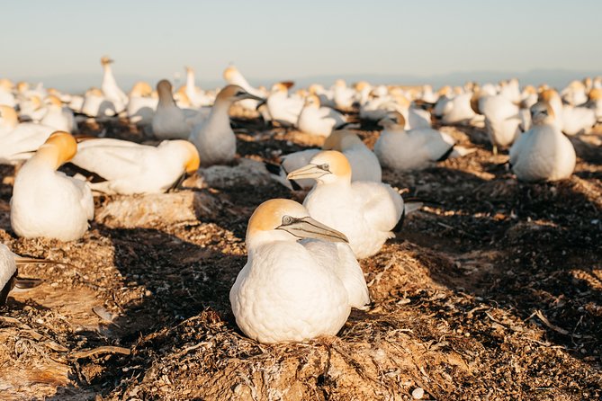 Private tour to Cape Kidnappers Gannet Colony - The overland route: 4WD access and remote coastal vibes