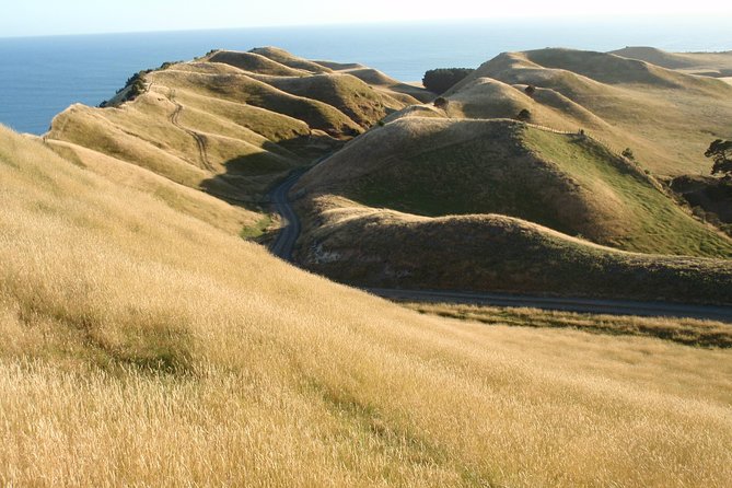 Private tour to Cape Kidnappers Gannet Colony - The world-class golf course stop: a quick detour that makes sense