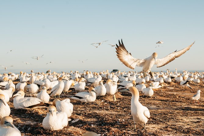 Private tour to Cape Kidnappers Gannet Colony - Practical tips so your day runs smoothly