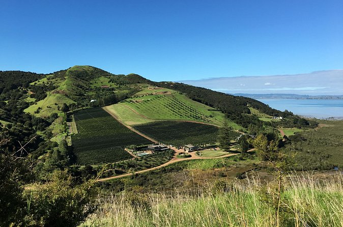 Private Vineyard Bush Walk Tour in Waiheke Island - Who should book this private vineyard bush walk?
