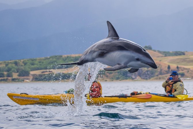 Private Wildlife Kayaking Tour - Kaikoura - Private kayaking with fur seals in Kaikoura’s coastal waters
