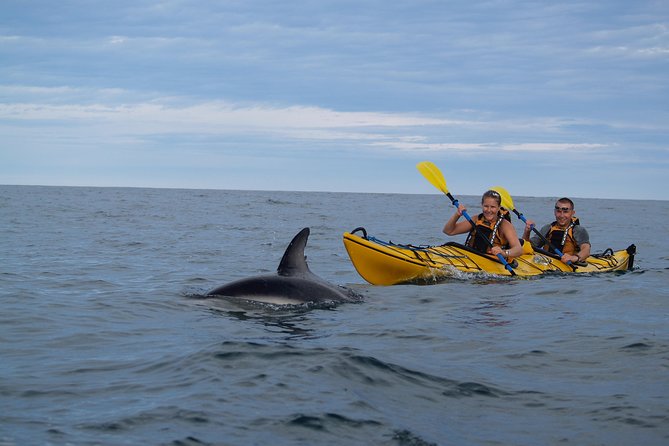 Private Wildlife Kayaking Tour - Kaikoura - The kayaking part: what you do for about 1.5 hours