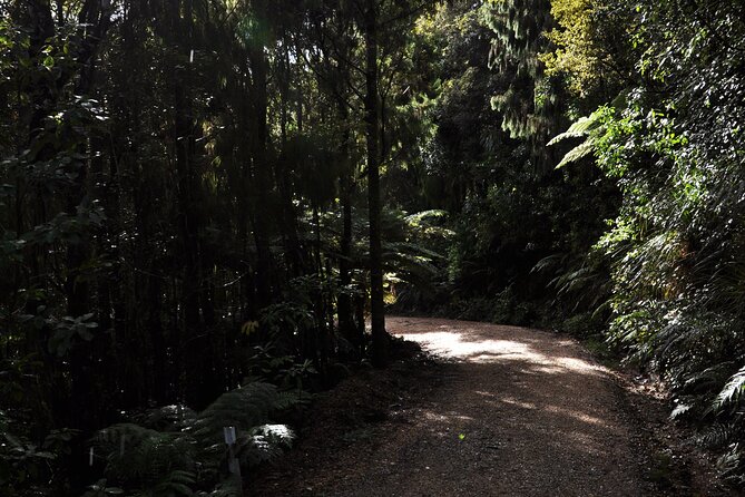 Puketi Rainforest Guided Walks .This is not a Shore Excursion product . - Night walk with a headlamp: bats, post-dusk calls, and the kiwi check