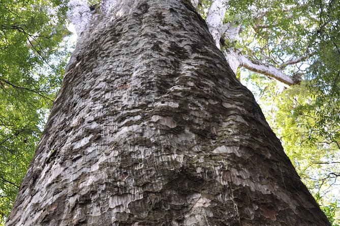 Puketi Rainforest Guided Walks .This is not a Shore Excursion product . - How to choose the right option: half-day, full-day, or night walk