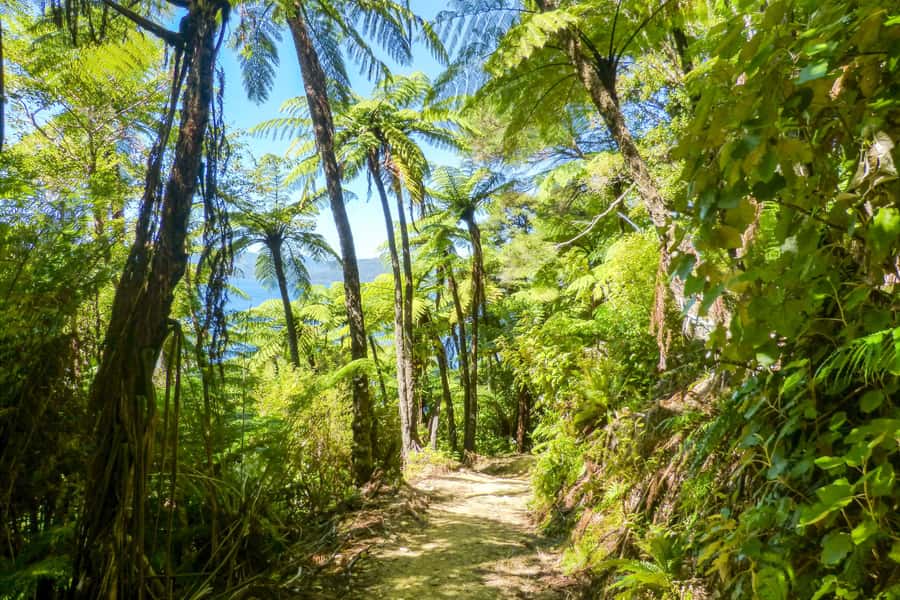 Queen Charlotte Track: Cruise & Self-Guided Hike from Picton - Furneaux Lodge to Punga Cove (12.7 km): The Best Choice for a Slower, Lovelier Day