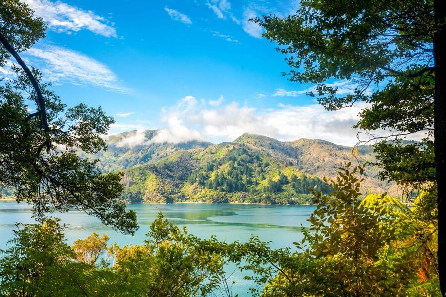 Queen Charlotte Track: Cruise & Self-Guided Hike from Picton - Ship Cove to Furneaux Lodge (17 km): More Track Time and Better Views per Step