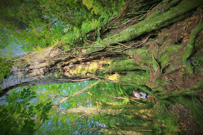 Queen Charlotte Track - Ultimate one Day Walk and Cruise - Motuara Island bird sanctuary, where the walking turns educational