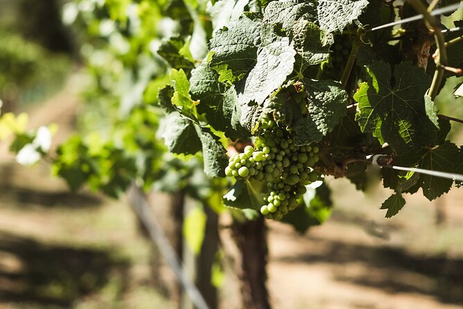 Queenstown: Afternoon Wine & Beer Tour with Platters - Transfers from central Queenstown and the 3 pm start: why the timing works