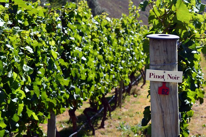 Queenstown Afternoon Wine Tour - Peregrine | Kinross | Amisfield - Price and value: what $166.93 really buys you