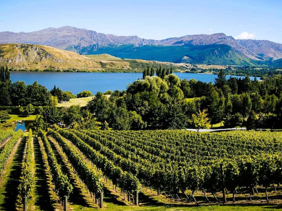 Queenstown, Arrowtown, Gibbston: Flexible Wine Hopper Tours - Pace, group feel, and why the guide matters more than you think