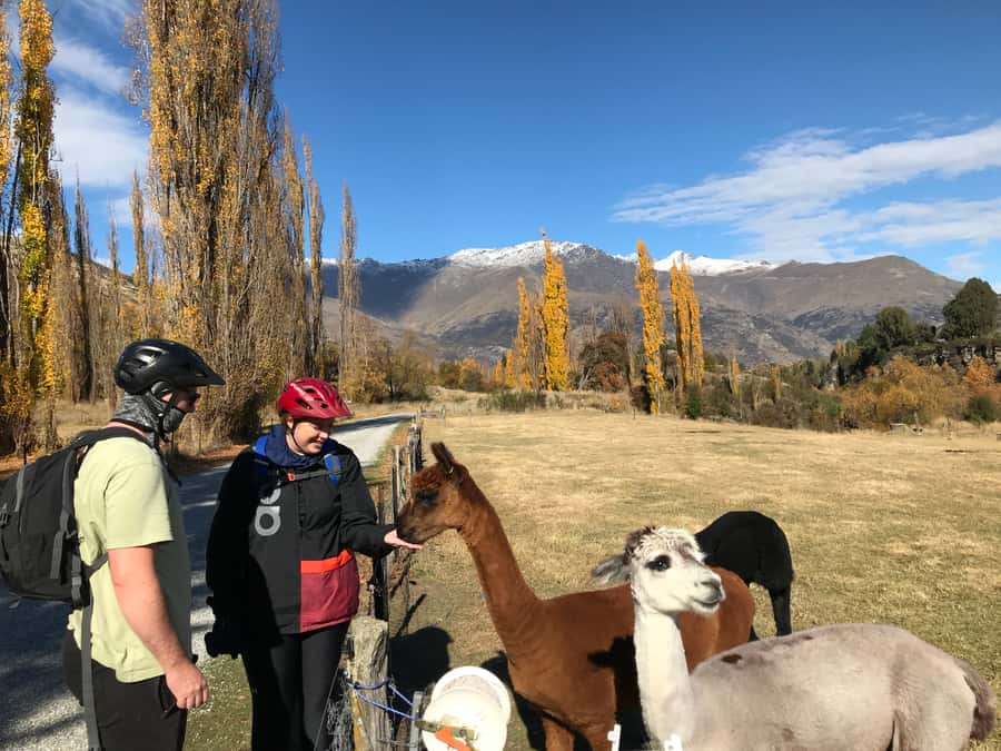 Queenstown: Guided E-Bike Tour with Winery Visits & Tastings - Why e-bikes make this Queenstown wine ride feel effortless
