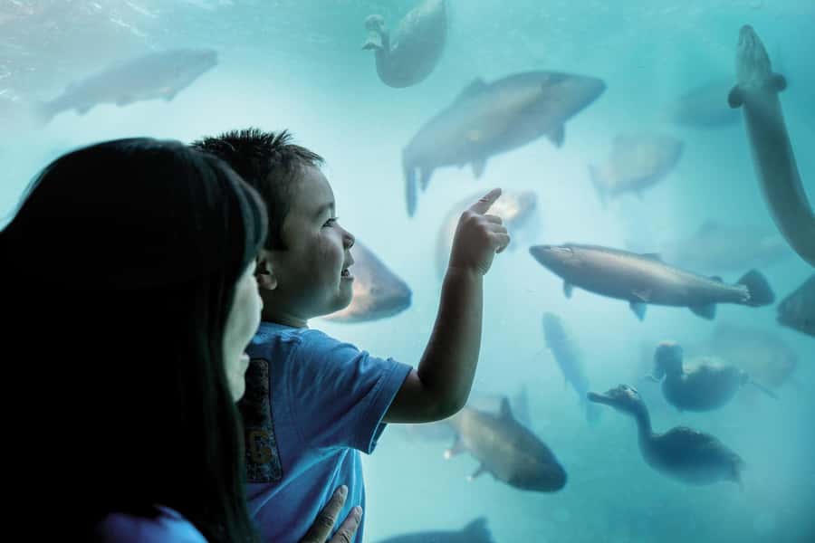 Queenstown: Hidden Underwater Theatre Experience - Key things worth knowing before you go
