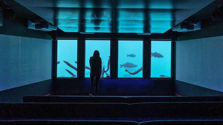 Queenstown: Hidden Underwater Theatre Experience - Who this is best for, and who might want to skip it