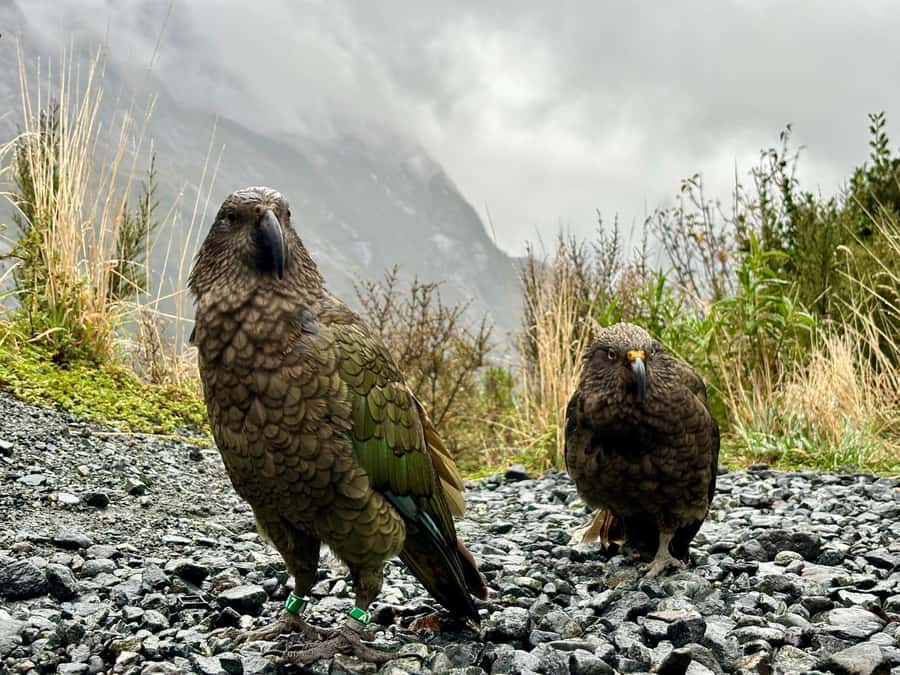 Queenstown: Milford Sound Small-Group Tour w Cruise & Lunch - Should you book this Milford Sound tour, or shop for an alternative?