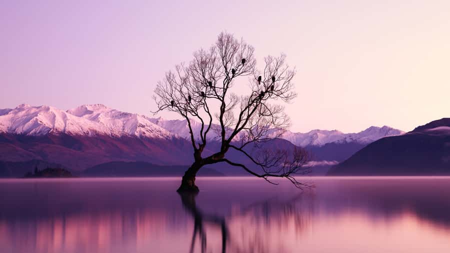 Queenstown: Private Day Trip to Wanaka, Arrowtown & More - Key Points That Matter Before You Go